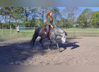 PRE, Merrie, 5 Jaar, 154 cm, Schimmel