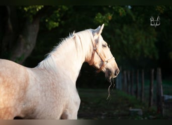 PRE, Merrie, 5 Jaar, 155 cm, Palomino