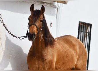 PRE, Merrie, 5 Jaar, 156 cm, Falbe