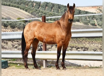 PRE, Merrie, 5 Jaar, 156 cm, Falbe