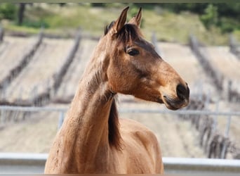 PRE, Merrie, 5 Jaar, 156 cm, Falbe