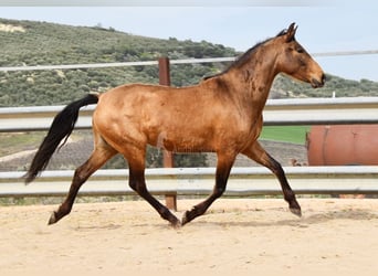 PRE, Merrie, 5 Jaar, 156 cm, Falbe