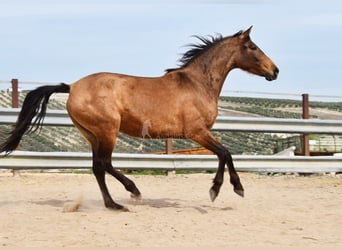 PRE, Merrie, 5 Jaar, 156 cm, Falbe