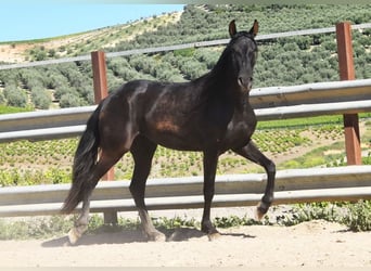 PRE, Merrie, 5 Jaar, 157 cm, Zwart