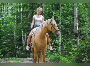 PRE Mix, Merrie, 5 Jaar, 158 cm, Palomino