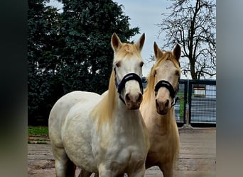 PRE, Merrie, 5 Jaar, 158 cm, Pearl