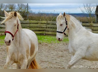 PRE, Merrie, 5 Jaar, 158 cm, Pearl