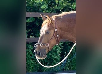 PRE, Merrie, 5 Jaar, 158 cm, Vos