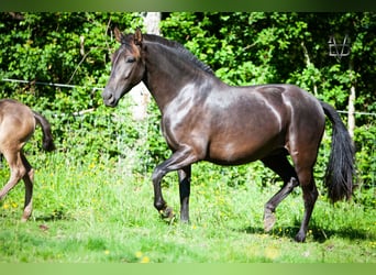 PRE, Merrie, 5 Jaar, 158 cm, Zwart