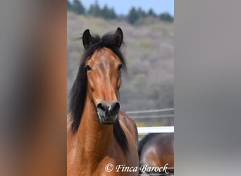 PRE, Merrie, 5 Jaar, 160 cm, Bruin