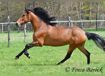 PRE, Merrie, 5 Jaar, 160 cm, Bruin