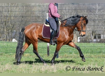 PRE, Merrie, 5 Jaar, 160 cm, Bruin