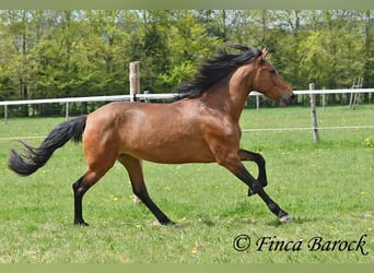 PRE, Merrie, 5 Jaar, 160 cm, Bruin