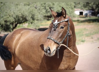 PRE Mix, Merrie, 5 Jaar, 160 cm, Bruin