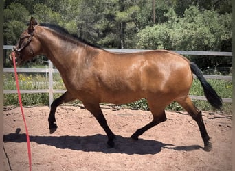 PRE Mix, Merrie, 5 Jaar, 160 cm, Bruin