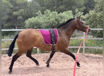 PRE Mix, Merrie, 5 Jaar, 160 cm, Bruin