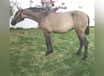 PRE Mix, Merrie, 5 Jaar, 160 cm, Rood schimmel