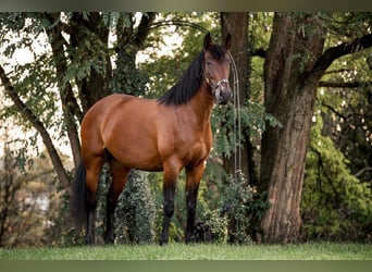 PRE, Merrie, 5 Jaar, 160 cm