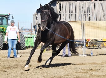 PRE, Merrie, 5 Jaar, 160 cm, Zwart