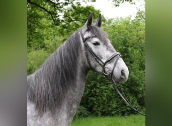 PRE, Merrie, 5 Jaar, 160 cm, Zwartschimmel