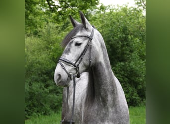 PRE, Merrie, 5 Jaar, 160 cm, Zwartschimmel