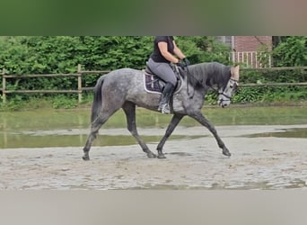 PRE, Merrie, 5 Jaar, 160 cm, Zwartschimmel