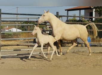 PRE, Merrie, 5 Jaar, 161 cm, Cremello