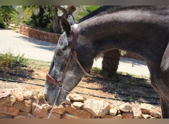 PRE Mix, Merrie, 5 Jaar, 161 cm, Schimmel