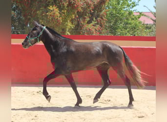 PRE Mix, Merrie, 5 Jaar, 161 cm, Schimmel