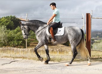 PRE, Merrie, 5 Jaar, 161 cm, Schimmel