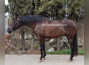 PRE Mix, Merrie, 5 Jaar, 161 cm, Zwart