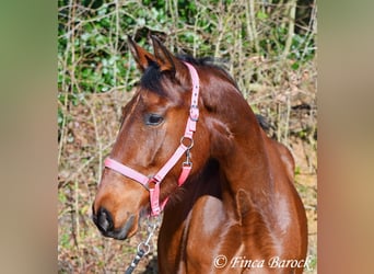 PRE, Merrie, 5 Jaar, 162 cm, Bruin