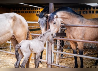 PRE Mix, Merrie, 5 Jaar, 162 cm, Champagne