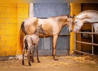 PRE Mix, Merrie, 5 Jaar, 162 cm, Champagne