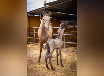 PRE Mix, Merrie, 5 Jaar, 162 cm, Champagne