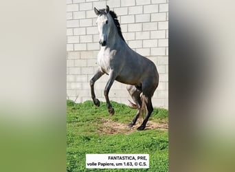 PRE Mix, Merrie, 5 Jaar, 162 cm