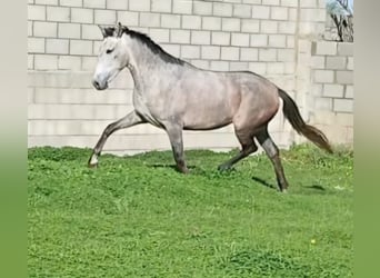 PRE Mix, Merrie, 5 Jaar, 162 cm
