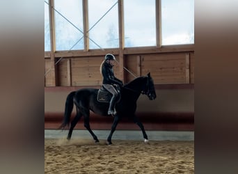 PRE Mix, Merrie, 5 Jaar, 162 cm, Zwartbruin