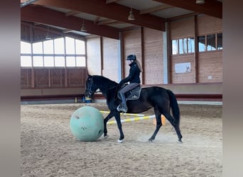 PRE Mix, Merrie, 5 Jaar, 162 cm, Zwartbruin