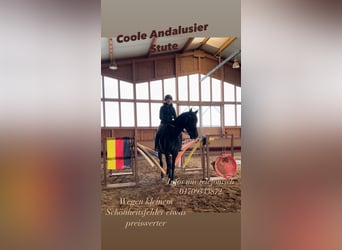 PRE Mix, Merrie, 5 Jaar, 162 cm, Zwartbruin