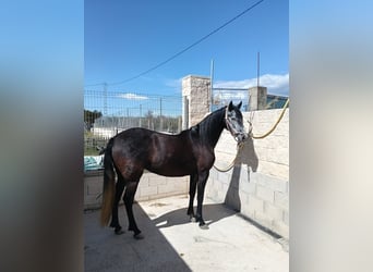 PRE Mix, Merrie, 5 Jaar, 162 cm, Zwartschimmel
