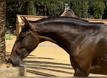 PRE Mix, Merrie, 5 Jaar, 163 cm, Bruin