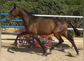 PRE Mix, Merrie, 5 Jaar, 163 cm, Bruin