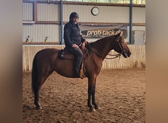 PRE Mix, Merrie, 5 Jaar, 163 cm, Bruin