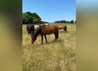 PRE Mix, Merrie, 5 Jaar, 163 cm, Bruin