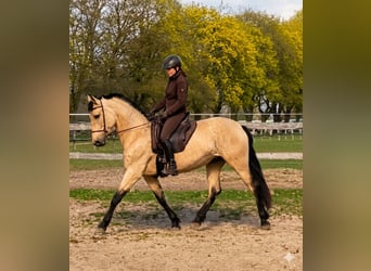 PRE, Merrie, 5 Jaar, 164 cm, Falbe