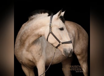 PRE, Merrie, 5 Jaar, 164 cm, Falbe