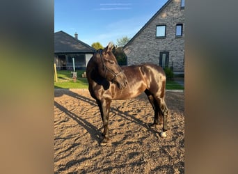 PRE, Merrie, 5 Jaar, 164 cm, Zwart