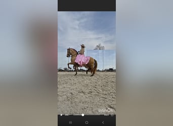 PRE, Merrie, 5 Jaar, 165 cm, Champagne