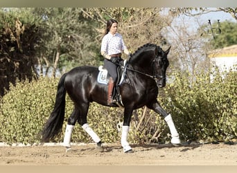 PRE Mix, Merrie, 5 Jaar, 165 cm, Cremello